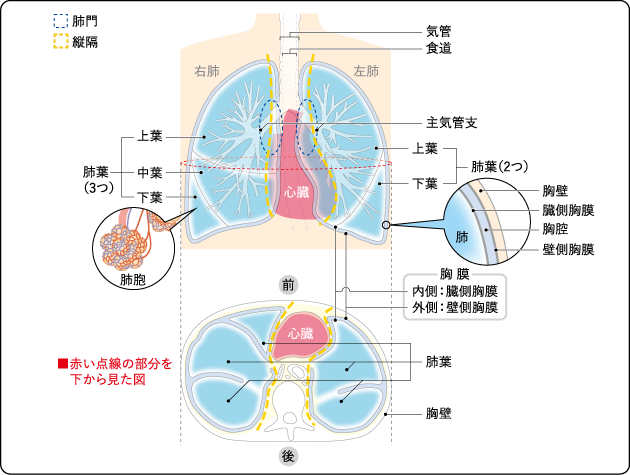図1 肺の構造の図